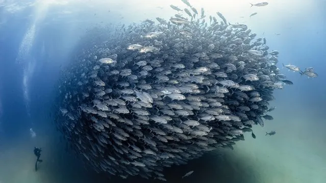 Divers explore a large shoal of bigeye trevally in Cabo Pulmo Marine National Park in Baja California Sur, Mexico. The fish swim together to protect themselves from predators. (Photo by David Salvatori/Solent News)