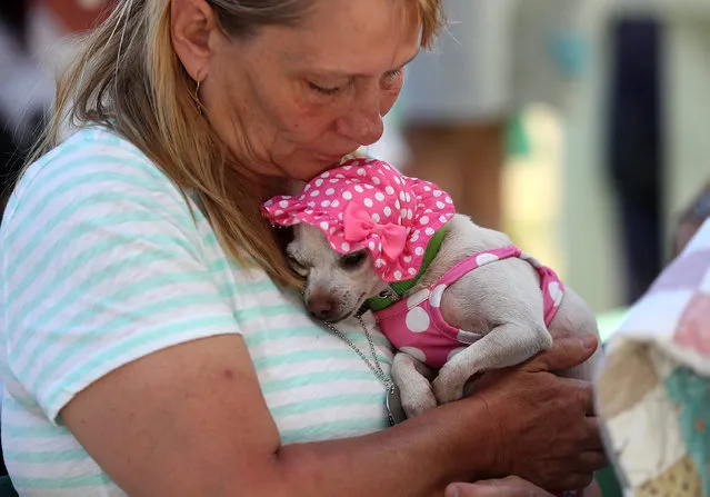 Cathy Kennedy of Petaluma, California, holds her dog Precious during the 2016 World's Ugliest Dog contest at the Sonoma-Marin Fair on June 24, 2016 in Petaluma, California. Sweepee Rambo, a blind Chinese Crested dog, won the annual World's Ugliest Dog contest. (Photo by Justin Sullivan/Getty Images)