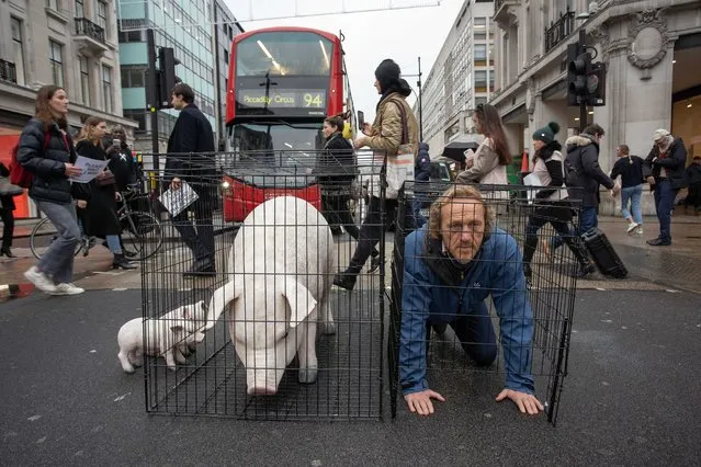 Jerome Flynn, who played Bronn on “Game of Thrones“, posed in a cage on London's Oxford Street on November 26, 2019 alongside the campaign group Farms Not Factories to raise awareness that most supermarkets and high street food chains are still sourcing their pork almost entirely from factory farms. Says Jerome "Factory Farming is one of the most horrific examples of how far we have strayed from our hearts in the relentless drive for profit and so called progress”. (Photo by Jeff Moore/Splash News and Pictures)