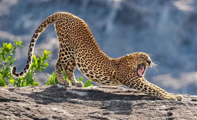 A leopard stretches in a yoga pose after waking from a doze in the sunshine at the Sri Lanka's Yala National Park, on the southeastern coast of the island on June 13, 2022. (Photo by Sergey Savvi/Solent News & Photo Agency)