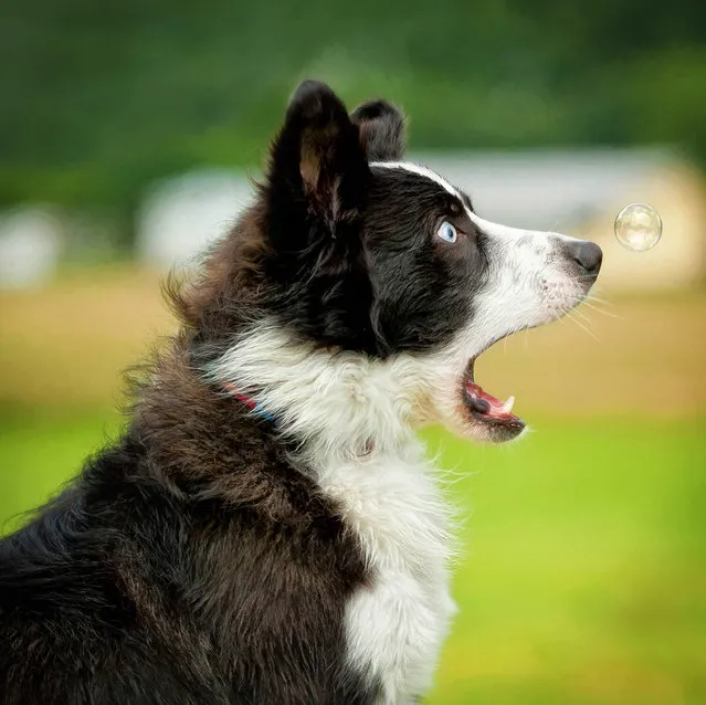 Connie Fore snapped her dog being hypnotised by a bubble in Harvard, USA, Date Unknown. (Photo by Connie Fore/Barcroft Images/Comedy Pet Photography Awards)