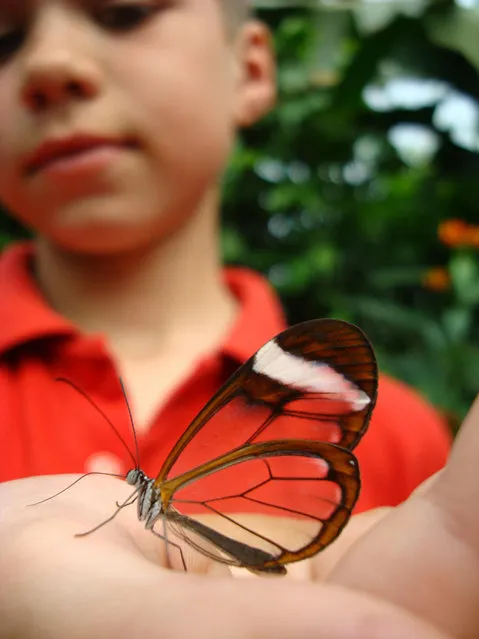 The Glasswinged Butterfly – Greta Oto
