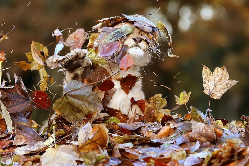 Lion Playing In Autumn Leaves