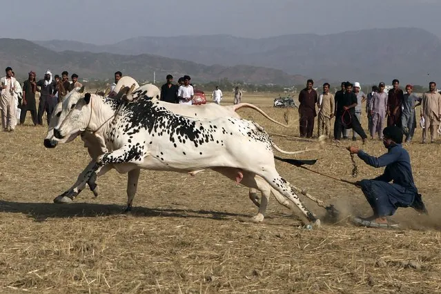A Pakistani man controls two oxen during a race on the outskirts of Haripur, Pakistan, Saturday, June 18, 2022. During the race, bulls run in a pair, yoked together with heavy wooden frames called “joots” – the jockey rides behind on a metal or wooden tray attached to the yoke by a rope. (Photo by Muhammad Sajjad/AP Photo)