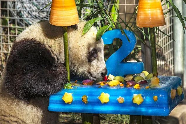 Xiao Liwu, a male giant panda, checks out his birthday cake – actually ice topped with a big ice “2” and filled with favorite treats including apples, carrot and yam slices – as he turns two years old Tuesday, July 29, 2014, at the San Diego Zoo. (Photo by Ken Bohn/AP Photo/San Diego Zoo)