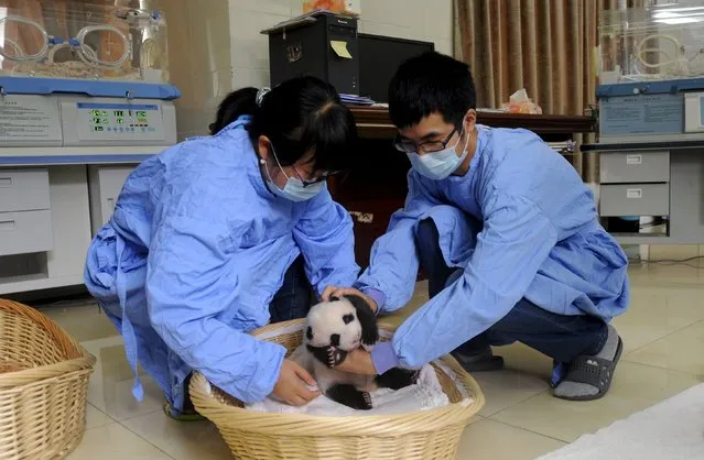 Researchers place a giant panda cub into a basket during its debut appearance to visitors at a giant panda breeding centre in Ya'an, Sichuan province, China, August 21, 2015. (Photo by Reuters/Stringer)