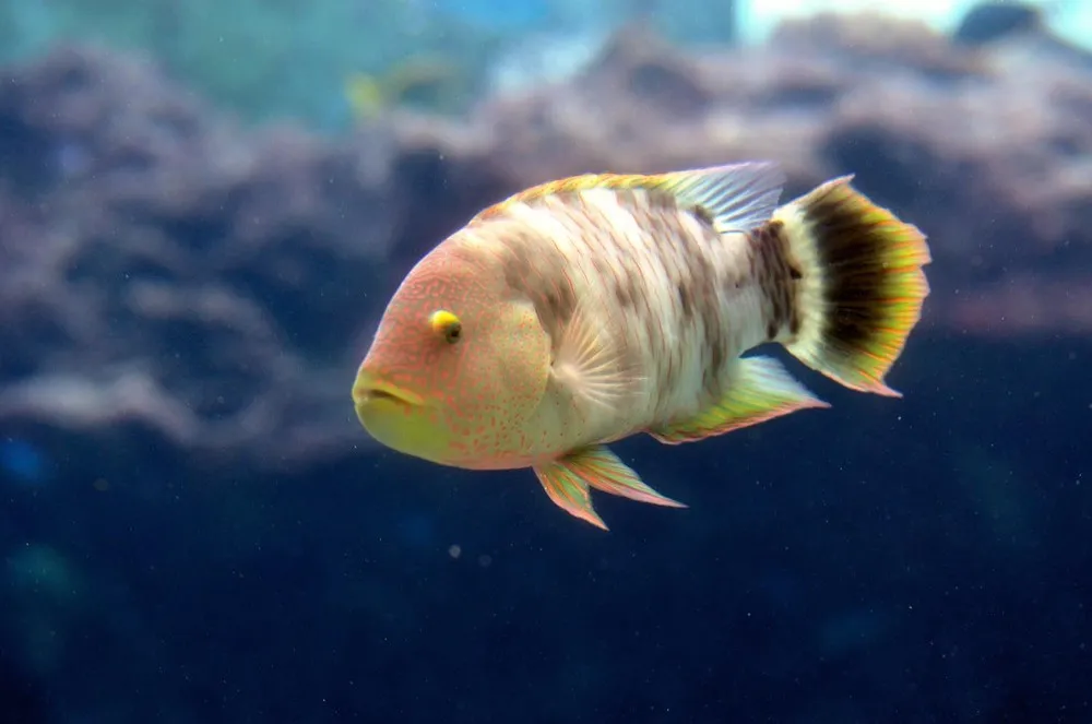 Okinawa Churaumi Aquarium