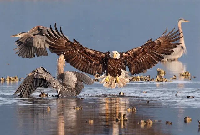 Grand Prize Winner | Bald eagle and Great blue herons in Seabeck, Wash. (Photo by Bonnie Block/Audubon Photography Awards)