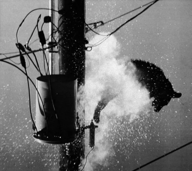 An adult black bear falls amid a hail of sparks from a power pole in Albuquerque, N.M.  August 15, 1989 after being tranquilized by State Game and Fish department officers, who drew criticism for failing to shut off power or provide a net for the plummeting bear. The mother bear, who had been searching for her lost cub, survived the fall. (Photo by AP Photo)