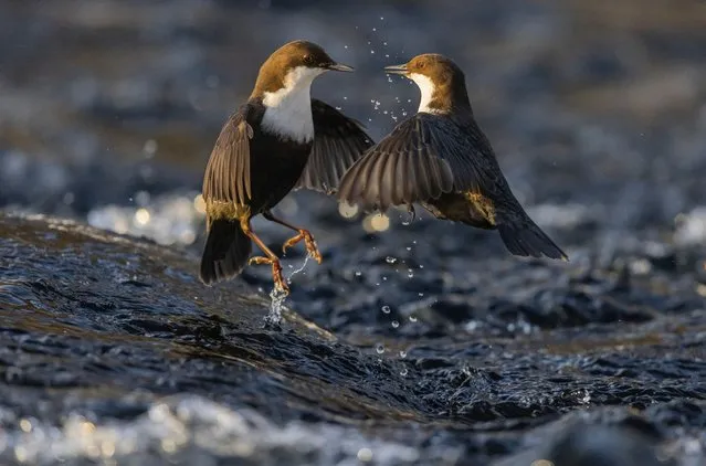 Dipper dispute by Heikki Nikki, Finland. After years of visiting the river in Kuusamo, Nikki knew every ‘dipping’ rock favoured by white-throated dippers. Picking one hidden beneath flowing water, he sat quietly on the bank and captured this fleeting moment as two birds fought over prime position. Dippers use “dipping” rocks as a launchpad to scout rivers before diving down to hunt mayfly and caddisfly larvae and small fish. (Photo by Heikki Nikki/Wildlife Photographer of the Year 2022)