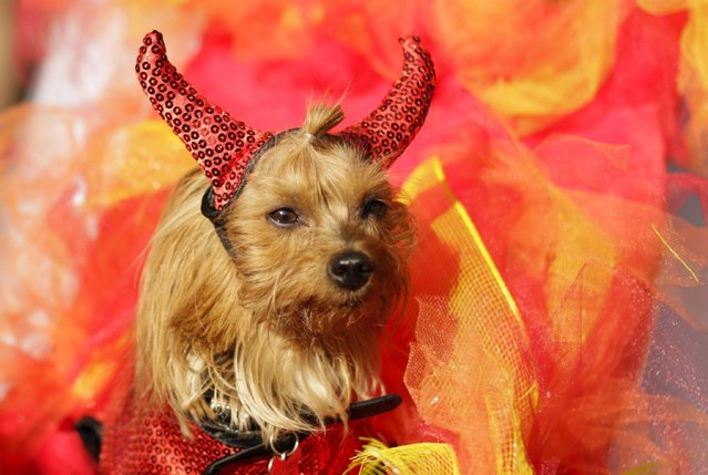 A dog in costume attends the 27th Annual Tompkins Square Halloween Dog Parade in Tompkins Square Park on October 21, 2017 in New York City. (Photo by Eduardo Munoz Alvarez/Getty Images)