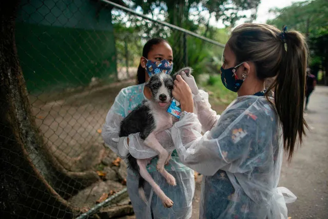 Veterinarians check a dog before it is taken to its new home at the Public Animal Shelter of the Guaratiba neighborhood, in Rio de Janeiro, Brazil, on May 28, 2020, during the coronavirus pandemic. Rio de Janeiro's Public Animal Shelter launched the program “Pet Delivery” to facilitate the adoption of pets during the coronavirus pandemic amid the stay-at-home order in the city of Rio de Janeiro to attend a rising search of pets. People searching a new friend can easily check pets' profiles through social-media webpages of the shelter and have the animal delivered to their home for free. (Photo by Mauro Pimentel/AFP Photo)