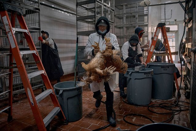 Employees clean parts of the cages and take the last chickens to be slaughtered inside a poultry store, Friday, February 7, 2025, in New York. (Photo by Andres Kudacki/AP Photo)
