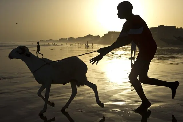 A boy chases a ram into the Atlantic Ocean as residents wash their sheep before sacrifice, in preparation for the Eid al-Adha feast in Dakar, Senegal October 26, 2012. (Photo by Rebecca Blackwell/Associated Press)