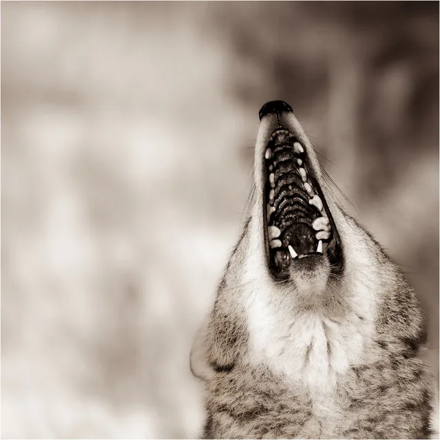 “Jaws”. Coyote Study.