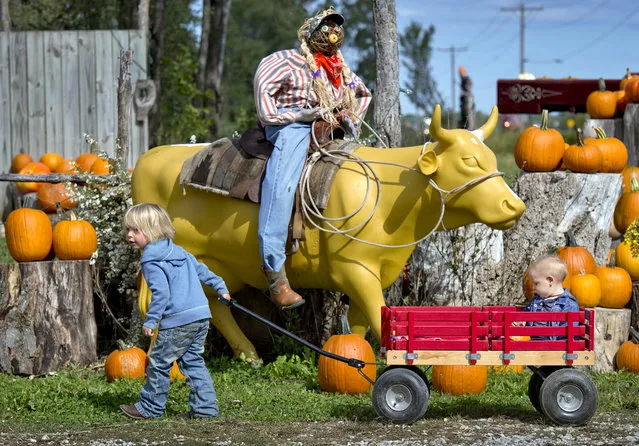 Sully Chance, 3,  pulls his younger brother, Grady Chance, on Monday, October 6, 2014, during a visit with their mother, Kelley Chance, to Faircrest Farm Produce, in Basehor, Kansas.  Among the things Faircrest features are pumpkins, winter squash, homemade pepper jelly, straw, gourds and other Fall decorations. (Photo by Keith Myers/AP Photo/The Kansas City Star)