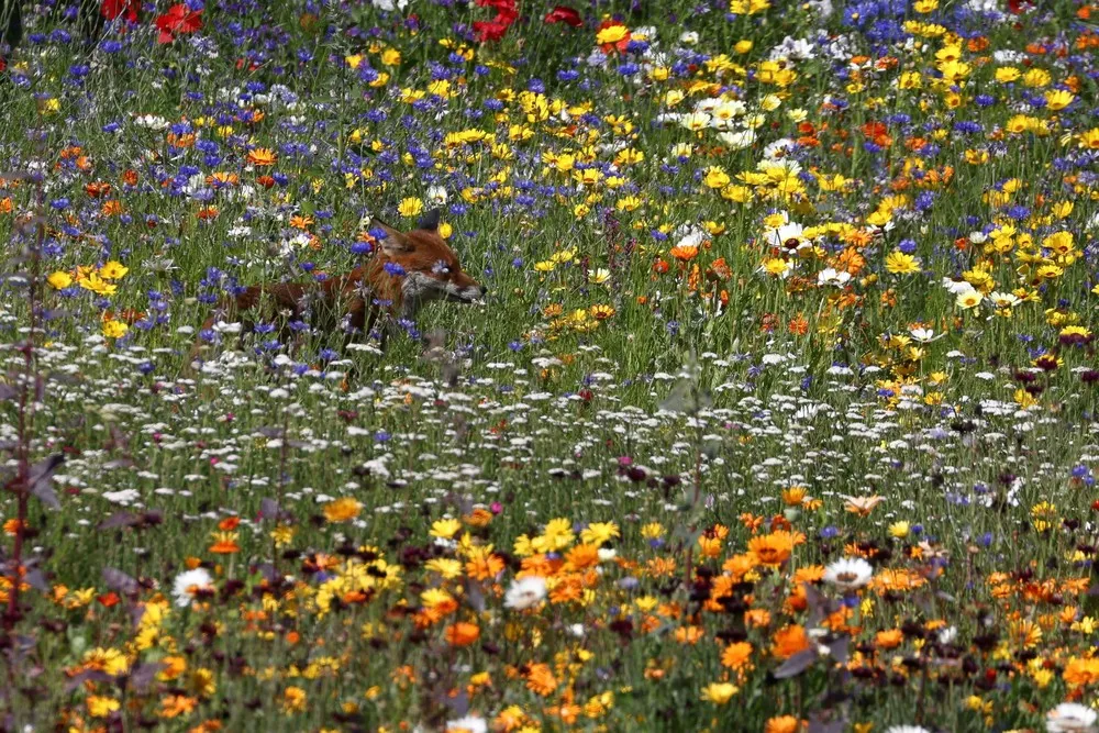 Some Photos: In Flowers