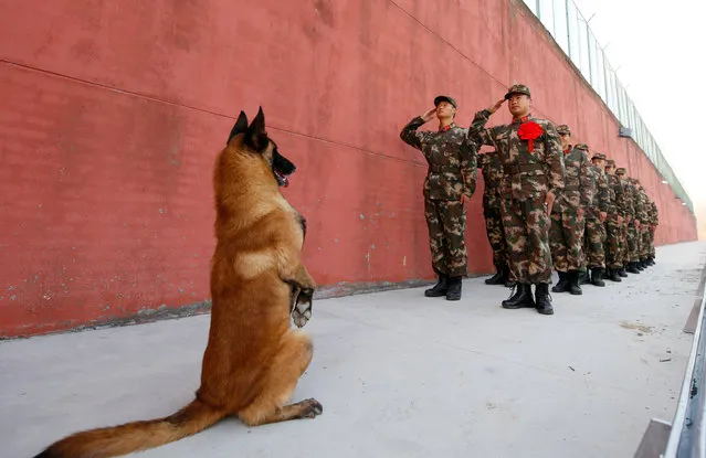 An army dog stands up as retiring soldiers salute their guard post before retirement in Suqian, Jiangsu province, China on November 29, 2017. (Photo by Reuters/China Stringer Network)