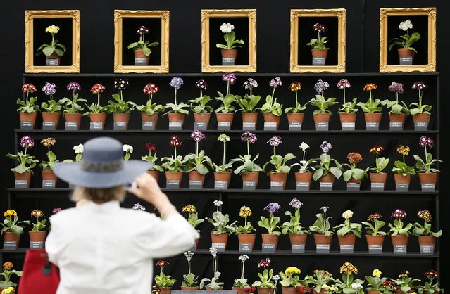 A woman photographs a floral display at the Chelsea Flower Show in London May 19, 2014. (Photo by Stefan Wermuth/Reuters)