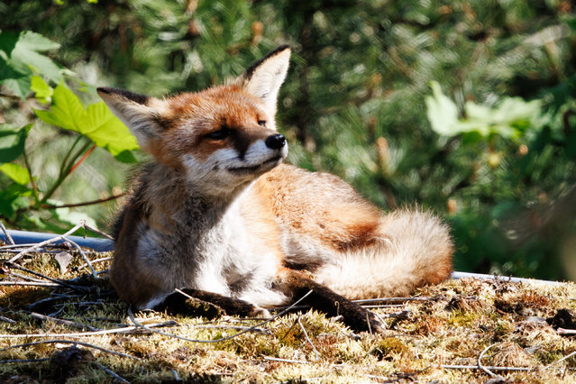 A fox lies in the sunlight on the rooftop of a small building, part of the Haus der Kulturen der Welt (HKW), in Berlin, Germany, 22 April 2025. (Photo by Clemens Bilan/EPA/EFE)