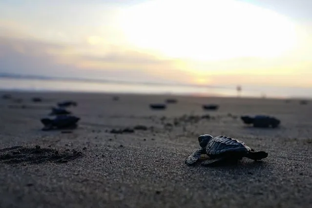 Baby sea turtles of the Olive Ridley species walk on the sand towards the waters of the Pacific Ocean after being released during a sunset on the beach of Barra de Santiago, in Ahuachapan, El Salvador, on October 15, 2022. For more than 45 years, women from the beach of La Barra de Santiago have helped conserve sea turtles, making this coastal area with more hatchlings of released turtles per year, and helping to reduce the sale of eggs on the black market. Every day they involve people from the community, turtle farmers, boatmen and women from the Association of Women of the Barra de Santiago (AMBAS), who are dedicated to caring for sea turtle hatcheries, and report more than 80,000 protected eggs each year. (Photo by Alex Pena/Anadolu Agency via Getty Images)