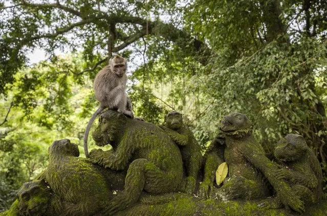 A monkey is seen at Sacred Monkey Forest Sanctuary, is known as Ubud Monkey Forest whose some trees are accepted as holy and used during religious rituals and have Balinese long-tailed monkeys in Bali, Indonesia on November 24, 2022. Visitors can inspect the monkeys feeding themselves with banana, papaya leaf, corn, cucumber, coconut, and other indigenous fruits. (Photo by Emin Sansar/Anadolu Agency via Getty Images)