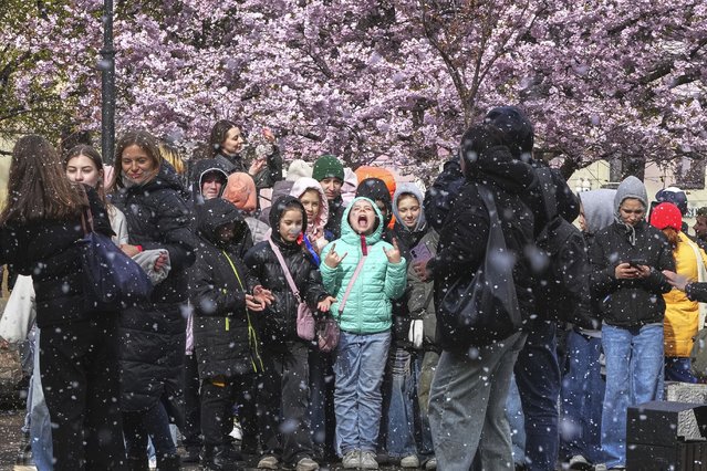 Children pose for a group photo backdropped by cherry blossom trees in the Friendship Garden of St. Petersburg, on a snowy April 26, 2025. (Photo by Dmitri Lovetsky/AP Photo)