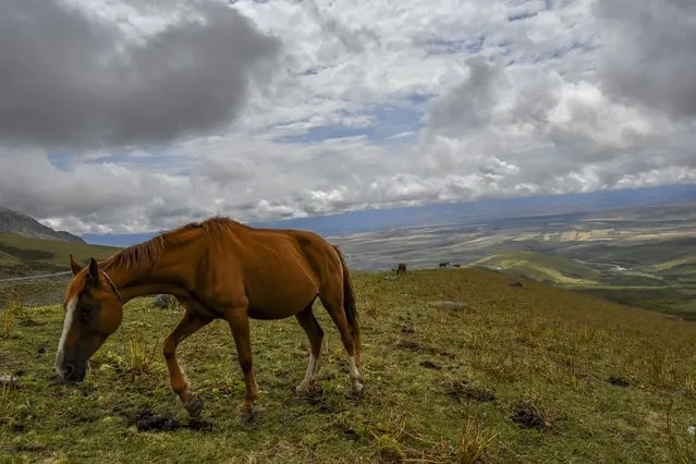 Horses graze in the mountain pasture in the Suusamyr Valley lies at 2500 meters above sea level in Kyrgyzstan's Tian Shan mountains 170 kilometres (100 miles) south of the capital Bishkek, Wednesday, August 10, 2022. Their milk is used to make kumis, a fermented drink popular in Central Asia that proponents say has health benefits. The grass and herbs lend flavor to the milk that locals draw from the mares in the fields where they graze. The milk then is left to ferment, or sometimes churned to promote fermentation, until it becomes mildly alcoholic. (Photo by Vladimir Voronin/AP Photo)