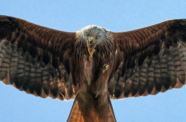 A red kite glides on hot therms against a beautiful blue sky on another hot day in Peterborough, Cambridgeshire UK, on 19th June, 2025. (Photo by Paul Marriott/Rex Features/Shutterstock)