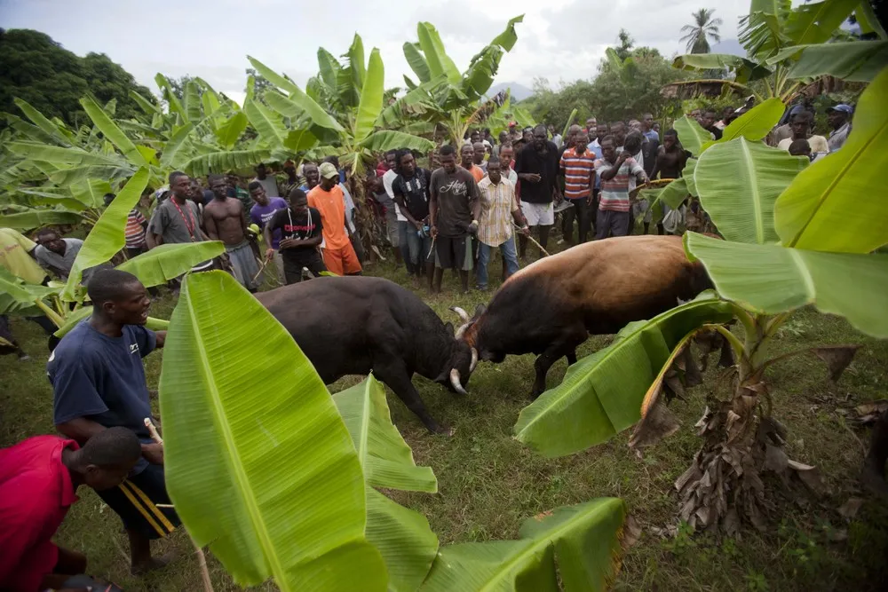 Bulls Fight for Bets in Rural Haiti