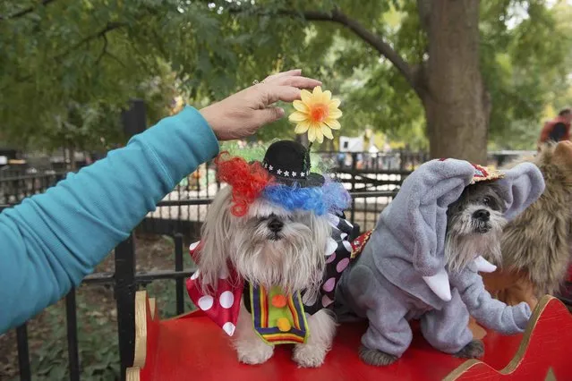 A woman adjusts the costume of her dogs dressed as circus animals during the annual Tompkins Square Halloween Dog Parade in the Manhattan borough of New York City, October 24, 2015. (Photo by Stephanie Keith/Reuters)