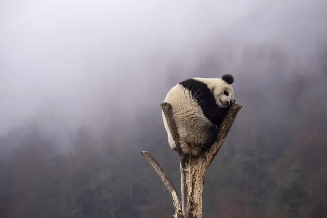 Cute giant pandas enjoy life in China Conservation and Research Center for Giant Panda in Wenchuan County, Aba Tibetan and Qiang Autonomous Prefecture, southwest China's Sichuan Province, 8 February, 2023. (Photo by Rex Features/Shutterstock)