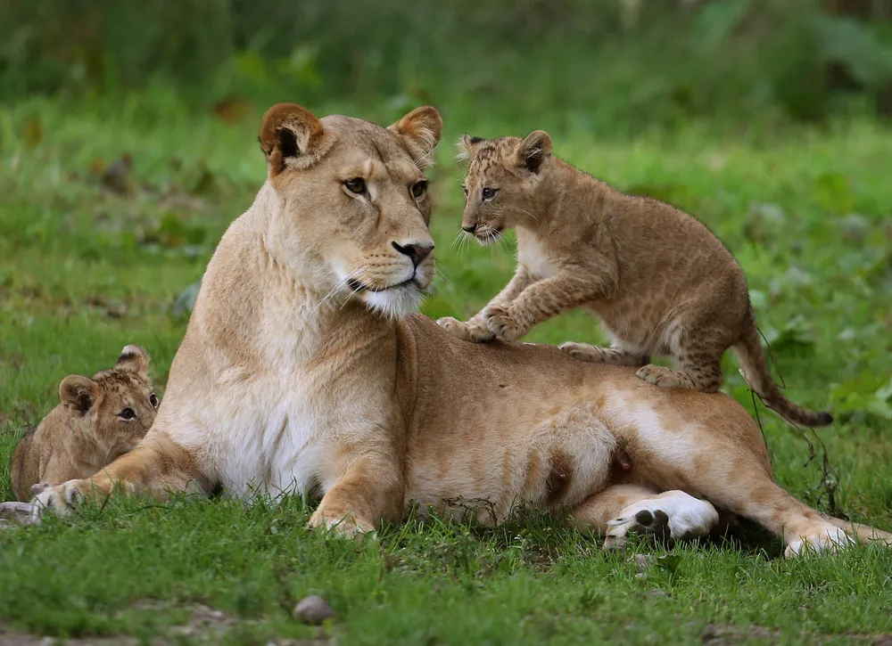 Lion Cubs Ffirst Public Appearance at Scottish Safari Park