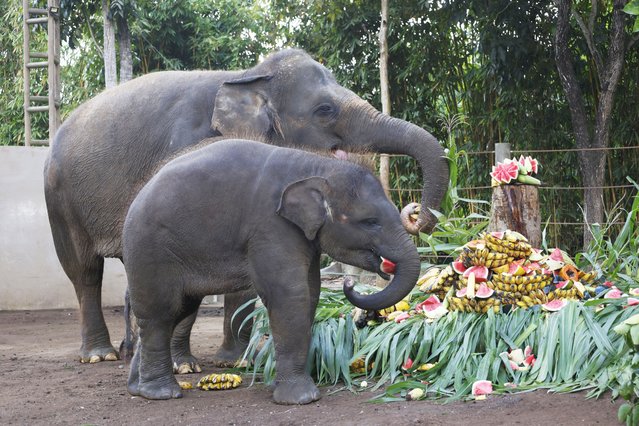 A Sumatran elephant mother-and-calf pair, Hurhayati and Kama, receive food enrichment during the World Elephant Day celebration at Bali Zoo in Bali, Indonesia, 12 August 2025. World Elephant Day is observed annually on 12 August. (Photo by Made Nagi/EPA)