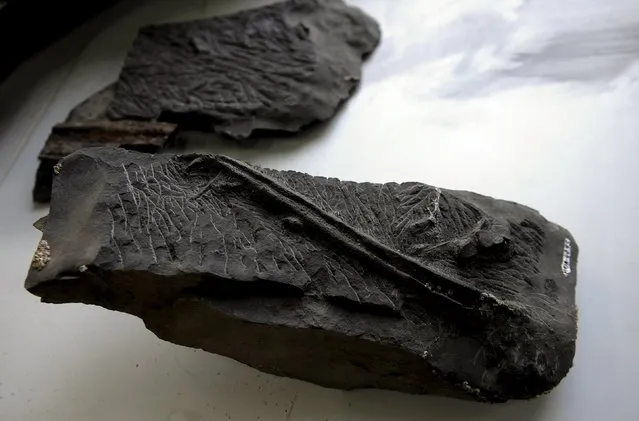 The scientific team of the Jurassic Museum of Asturias (MUJA) displays a piece of the fossil of a Ichthyosaur, which acccording to them is the most complete found in the Iberian Peninsula and one of the few in the world, as they present their latest studies, at the headquarters of the museum in Colunga, northern Spain, November 6, 2015. (Photo by Eloy Alonso/Reuters)