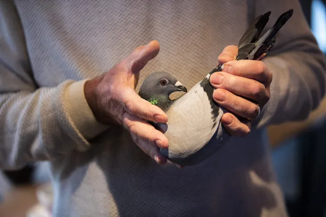 Carlo Gyselbrecht, co-owner of Pipa, a Belgian auction house for racing pigeons, shows a two-year old female pigeon named New Kim after an auction in Knesselare, Belgium, Sunday, November 15, 2020. A pigeon racing fan has paid a world record 1.6 million euros for the Belgian-bred bird, New Kim, in the once-quaint sport that seemed destined for near extinction only a few years back, people pay big money for the right bird. (Photo by Francisco Seco/AP Photo)