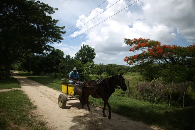 Street vendor Eduardo Ibarra rides a horse cart prior to the arrival of Hurricane Matthew in Siboney, Cuba, October 2, 2016. (Photo by Alexandre Meneghini/Reuters)