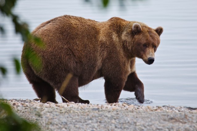 This image provided by the National Park Service shows bear 32 Chunk at Katmai National Park in Alaska on September 19, 2024. (E. Johnston/National Park Service via AP Photo)