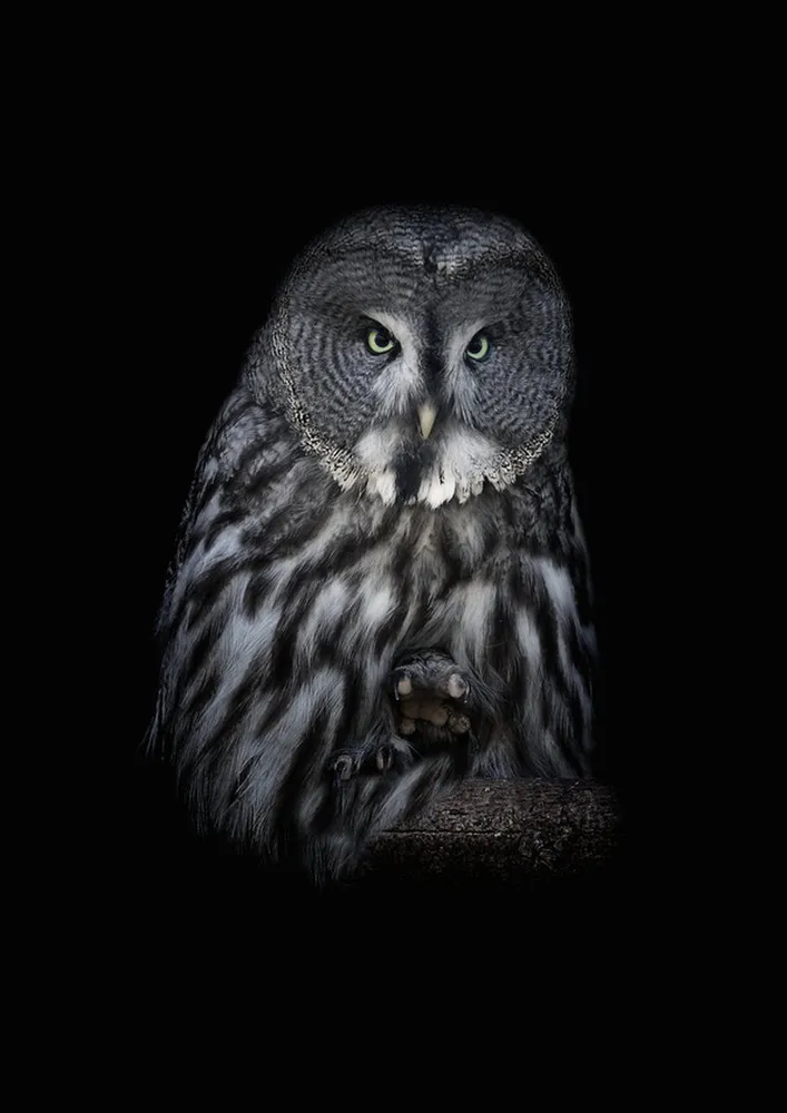 Ural Owls by Lilia Tkachenko