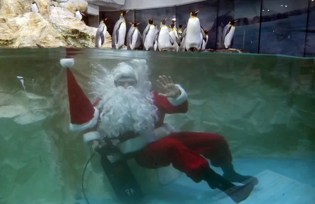 A man dressed as a Santa Claus waves underwater as he poses with king penguins at the Marineland animal park in Antibes, December 19, 2014. (Photo by Eric Gaillard/Reuters)