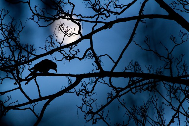 “The moon and the crow”. Gideon Knight, UK Winner, Young wildlife photographer of the year. A crow in a tree in a park: a common enough scene. It was one that Gideon had seen many times near his home in London’s Valentines Park. But as the blue light of dusk crept in and the full moon rose, the scene transformed. (Photo by Gideon Knight/2016 Wildlife Photographer of the Year)