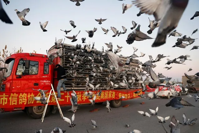 Racing pigeons are released from cages on the back of a truck for a 1000 km race in Langfang, Hebei province, China on November 20, 2020. Picture taken November 20, 2020. Eight thousand of the birds were released into the winter sky in northern Hebei province, one of the many long-distance races holding out a promise of fame and fortune. (Photo by Aly Song/Reuters)