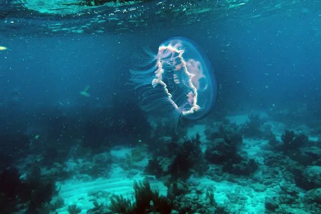 A Jelly fish swims over dead coral on the ocean bed in Straits of Florida near Key Largo, Florida. on September 23, 2021. At a laboratory in central Florida, biologist Aaron Gavin and his team have diligently recreated the coral reef habitat found in the waters off the southern tip of the state, complete with artificial currents and local fish.They are tending to huge aquariums full of the corals, hoping to prevent them from suffering from the same mysterious disease afflicting their wild cousins.Gavin uses tiny pipettes to feed shrimp to the more than 700 corals – of 18 species – living in the saltwater tanks, above which are special lamps that mimic natural sunlight. The scientists' work could be the last chance to save the species that make up the only coral reef in the United States' territorial waters.  That's because, among the tourist draws of sprawling mangroves and darting schools of fish off the Florida Keys, the damaged corals – normally dark when healthy – are now spread out in large white patches across the floor of the Atlantic Ocean. (Photo by Chandan Khanna/AFP Photo)