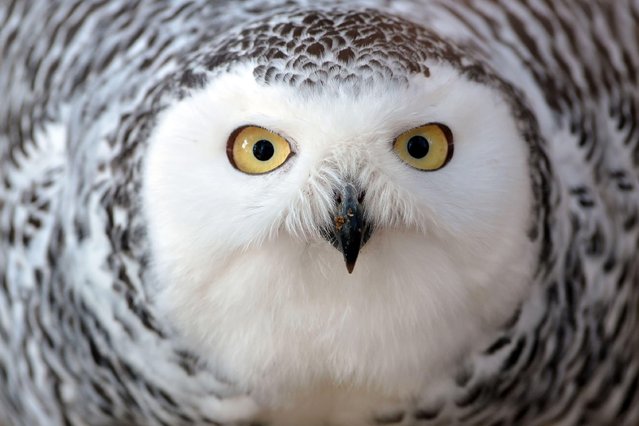 A snowy owl (Bubo scandiacus) raised by a falconer as part of a captive-breeding program, pictured in its enclosure in Vysocina, Czech Republic on October 22, 2025. (Photo by Slavek Ruta/ZUMA Press Wire via Alamy Live News)