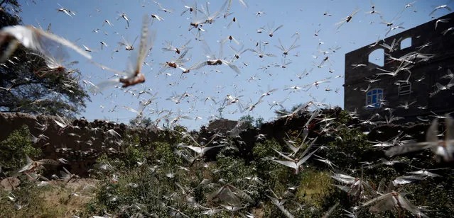 A swarm of desert locusts flies around a neighborhood in Sana'a, Yemen, 09 October 2020. Swarms of desert locusts are spreading throughout several cities of Yemen, including Sana'a, posing an increasing threat to food security in the war-ridden country. (Photo by Yahya Arhab/EPA/EFE)