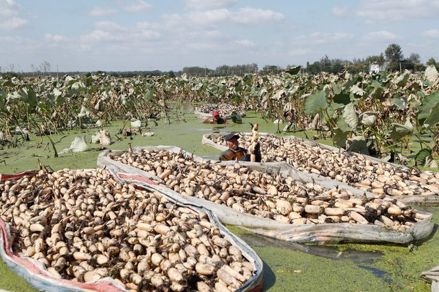 Farmers harvest lotus roots in Huaian in China's eastern Jiangsu province on October 22, 2025. (Photo by AFP Photo/China Stringer Network)