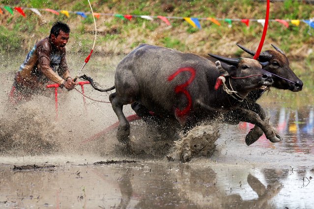 A jockey competes in Chonburi's annual buffalo race festival, in Chonburi province, Thailand, on August 4, 2024. (Photo by Chalinee Thirasupa/Reuters)