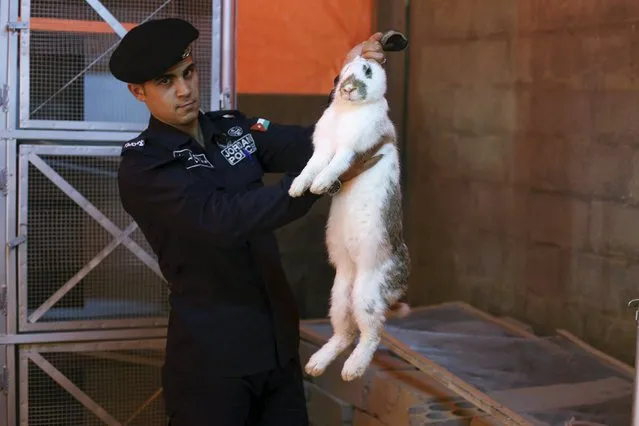 A police officer holds a rabbit, at the animal farm of Swaqa Correction and Rehabilitation Center, near the city of Karak, November 30, 2015. Prison officials at Swaqa say that the center has one of the world's best success rates in decreasing repeat offenses. Only seven percent of prisoners, who undergo training and participate in qualification courses for two years at Swaqa, commit a second crime, according to the center's director Colonel Talal Al-Alabdallat. (Photo by Muhammad Hamed/Reuters)