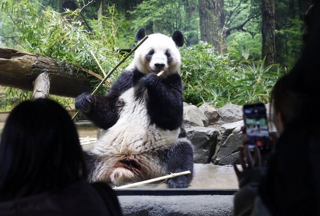 Visitors take pictures of giant panda Lei Lei eating bamboo at Ueno Zoological Gardens in Tokyo, Japan, 28 November 2025. Japan could be left without any giant pandas for the first time in decades after the upcoming return to China of its last two specimens, Xiao Xiao and Lei Lei, amid bilateral tensions. Japanese Prime Minister Sanae Takaichi’s recent comments about Taiwan cast doubt on the future of Beijing’s so-called ‘panda diplomacy’ with its neighbor, which has built a lucrative business around these popular animals. (Photo by Franck Robichon/EPA)