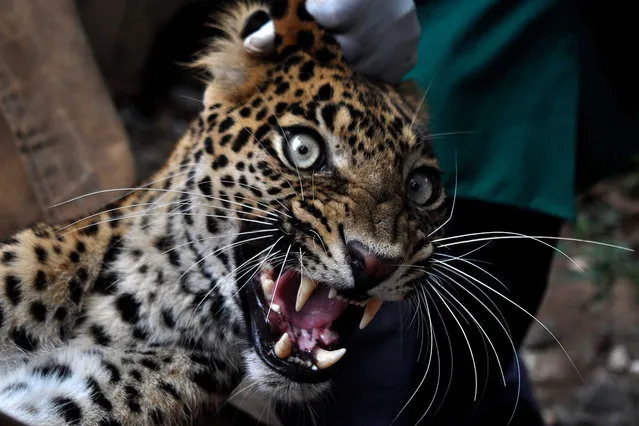 Indian forest officials and veterinary doctors carry a tranqulised injured leopard for treatment outside a veterinary hospital in Bhubaneswar on December 1, 2015. The male leopard estimated to be some 4-5 years old was rescued by forest officials after it entered a village near Athamallik Forest in the eastern state of Orissa. (Photo by Asit Kumar/AFP Photo)